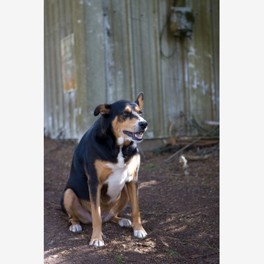 堀勝志古写真事務所が撮影した「pet」の写真