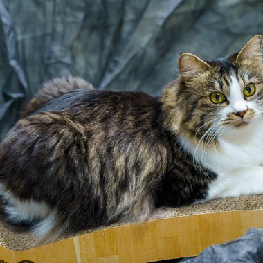 Naoki Okadaが撮影した「ペット撮影」の写真