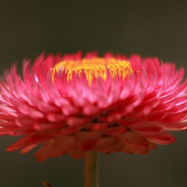 Mid-Village Studioが撮影した「花」の写真