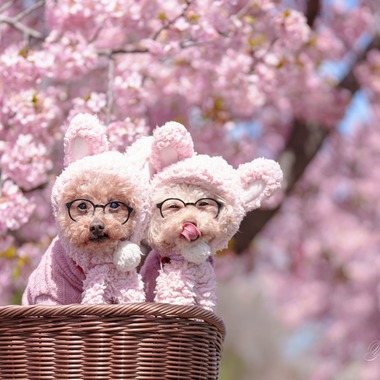 Y’s photo serviceが撮影した「ペット撮影1」の写真