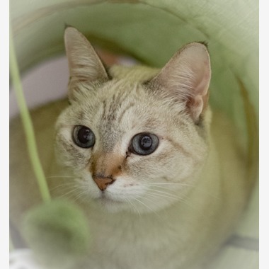 西川　正浩が撮影した「ペット」の写真