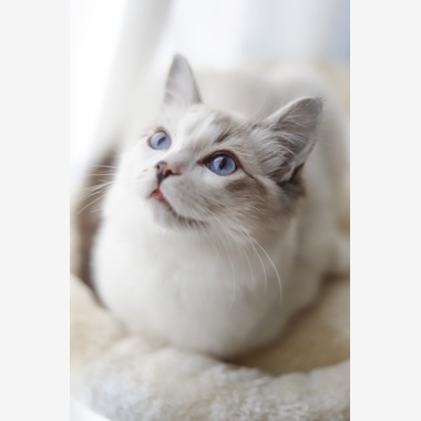 二葉が撮影した「ペットフォト」の写真