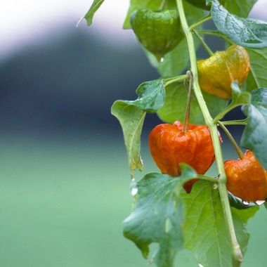 AONO STUDIOが撮影した「風景」の写真