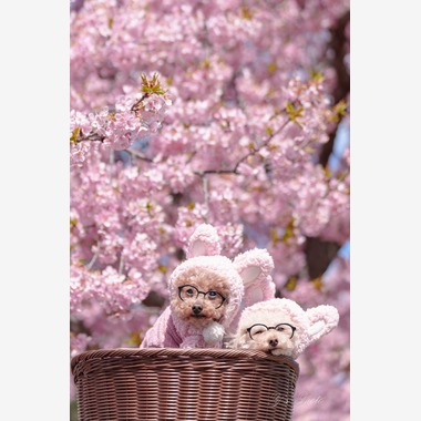 Y’s photo serviceが撮影した「ペット撮影1」の写真