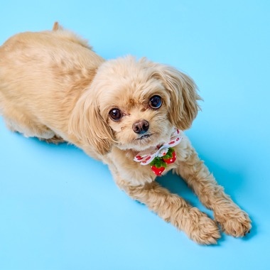 クリエイティブツリーが撮影した「子犬をスタジオ撮影」の写真