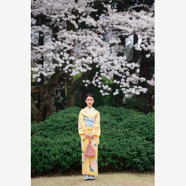 アラタンホヤガが撮影した「着物撮影　桜」の写真