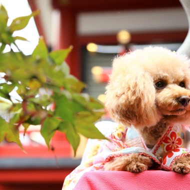 Photographer  Tomoが撮影した「わんちゃん七五三」の写真