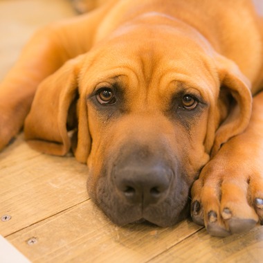 堀勝志古写真事務所が撮影した「pet」の写真