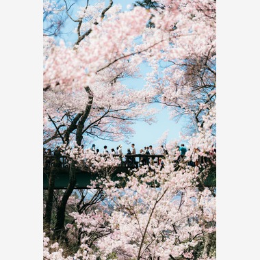 光画堂スタジオが撮影した「旅行」の写真