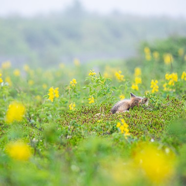 山口奈緒が撮影した「プライベートでの撮影（野生動物）」の写真