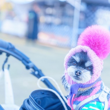 牧野 政宏が撮影した「ペット撮影」の写真