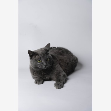 KasaiFilmsが撮影した「ペット撮影」の写真