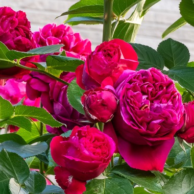 オフィス 芦野が撮影した「番外編（自宅）」の写真