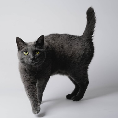 KasaiFilmsが撮影した「ペット撮影」の写真