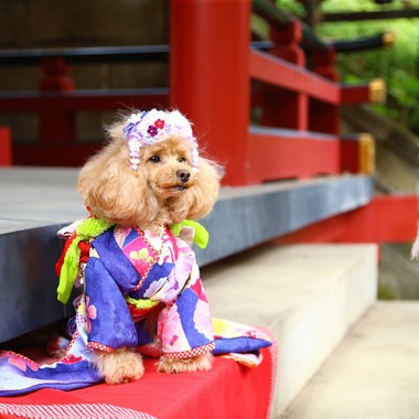 Photographer  Tomoが撮影した「愛犬の七五三」の写真