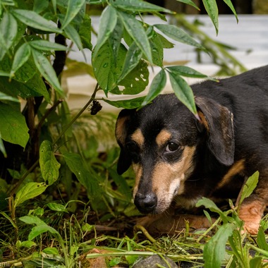 西野耀史 (写真事務所かがやき)が撮影した「ペット撮影」の写真