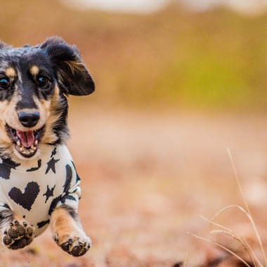来田 篤典が撮影した「ペット」の写真
