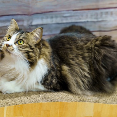 Naoki Okadaが撮影した「ペット撮影」の写真