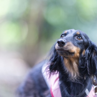 株式会社スマイルプロアートが撮影した「ペット撮影」の写真