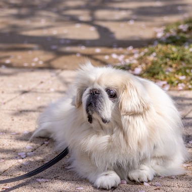 沖山俊樹が撮影した「ペット_20230330_有明ガーデン」の写真