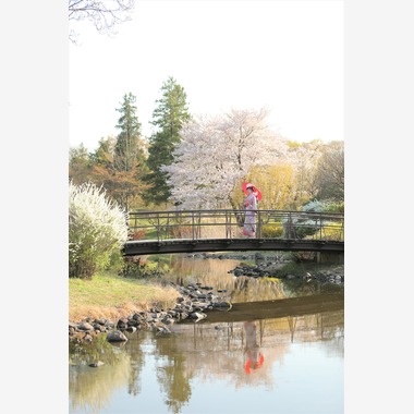 Photographer  Tomoが撮影した「成人の日」の写真