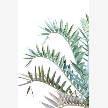 Herbest Productsが撮影した「静物」の写真