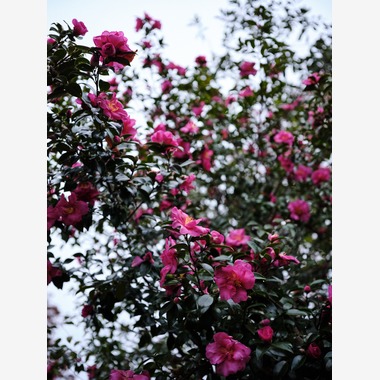 内山慎也が撮影した「植物」の写真