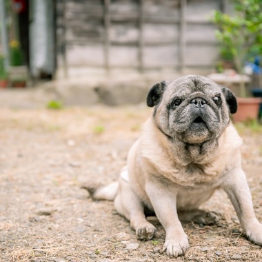 Peace-full photoが撮影した「ペット撮影」の写真