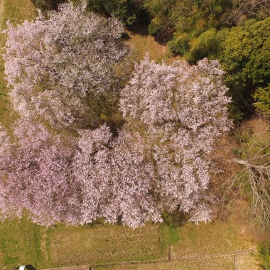 アナハイムエレクトロニクスが撮影した「桜イベント会場ロケハン」の写真