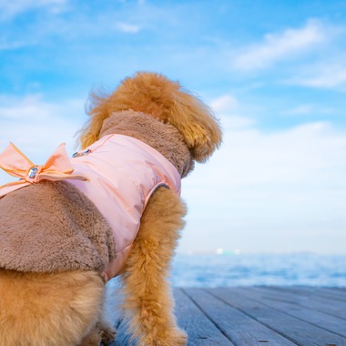 高木勇斗が撮影した「トイプードル」の写真