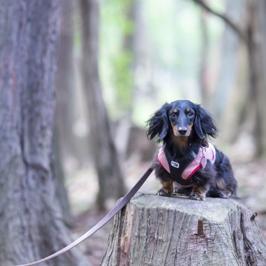 株式会社スマイルプロアートが撮影した「ペット撮影」の写真