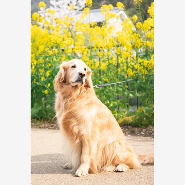 スマイルグローバルフォトが撮影した「わんちゃん」の写真