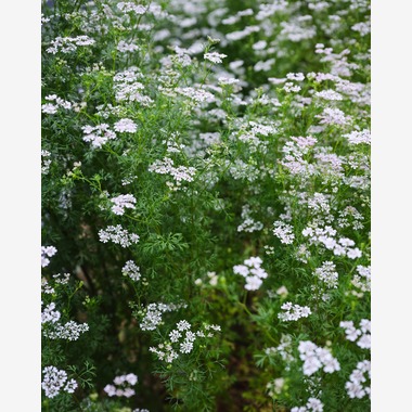 内山慎也が撮影した「植物」の写真
