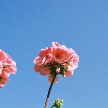 榎戸亮太が撮影した「フィルムカメラ」の写真