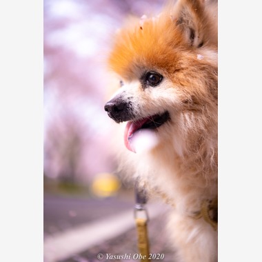 写真屋ごんちゃんが撮影した「過去写真」の写真