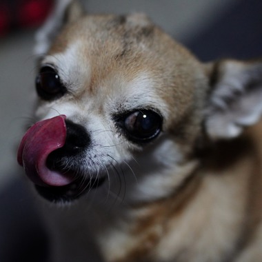 鈴木賢志が撮影した「ペットは大切な家族」の写真