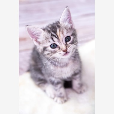 本郷直人が撮影した「ブリーダー」の写真