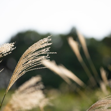 T.Matsumuraが撮影した「挙式披露宴＠日本平ホテル」のウェディングフォト