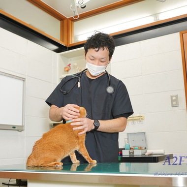 A2FT.jpフォトグラファーまつもとあきらが撮影した「2021年1月 緑が丘動物病院様」の写真