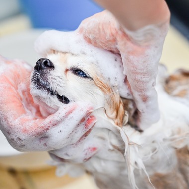 出張撮影 中村まみこが撮影した「トリミングサロンHP用撮影」の写真