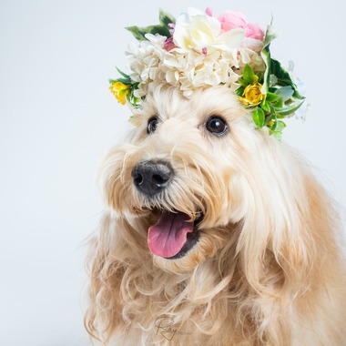 Ray Yamaguchiが撮影した「ペット撮影」の写真