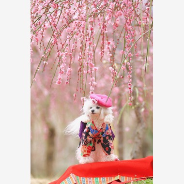 高橋 透（Coo&Sea STUDIO代表）が出張撮影した「梅de撮影会＠小田原」の家族写真