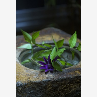 ノーザンスタジオが撮影した「国際茶会／International Tea Crermony」の写真