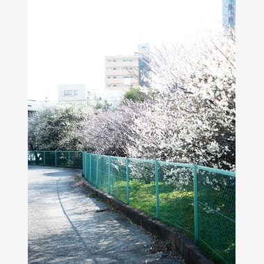 内山慎也が撮影した「植物」の写真