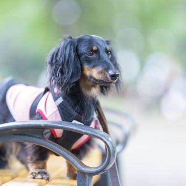 株式会社スマイルプロアートが撮影した「ペット撮影」の写真