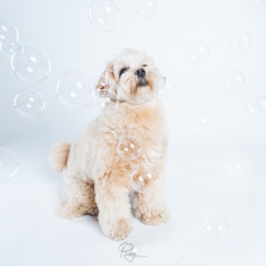 Ray Yamaguchiが撮影した「ペット撮影」の写真