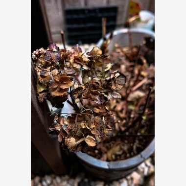 KotobukiPhotosが撮影した「ストリートスナップ」の写真