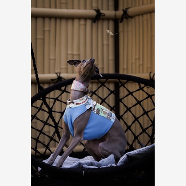 猫田晃広が撮影した「わんちゃん撮影」の写真