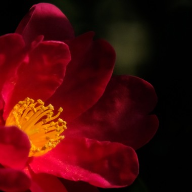 KotobukiPhotosが撮影した「花・植物」の写真