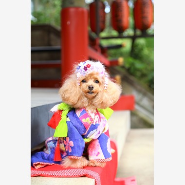 Photographer  Tomoが撮影した「愛犬の七五三」の写真